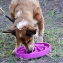 Outward Hound Dog Fun Feeder Flower Medium Paars 22 x 22 x 5 cm