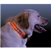 NiteDawg Lichtgevende Halsband Hond Medium