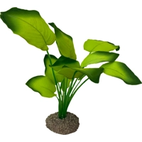 Aqua Della Anubias - Groen - 20 cm product name