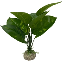 Aqua Della Anubias - Groen - 24 cm product name