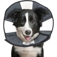 ZenPet Zen Collar - L product name