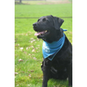 Coolpets cooling bandana hond M 45x45cm