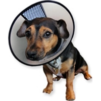 AA-Vet Easyfix-Collar - M product name