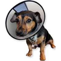 AA-Vet Easyfix-Collar - XXL AA-Vet Easyfix-Collar - XXL
